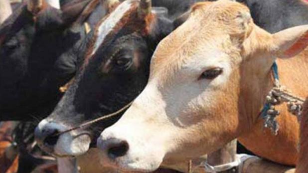 अब हरियाणा की जेलों में रहेंगी गाय माता, कैदी करेंगे गौ सेवा: हरियाणा सरकार