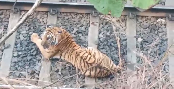 गोबरवाही-डोंगरीबुज़ुर्ग रेलखण्ड पर घायल टाइगर का रेस्क्यू, रेल यातायात हुआ प्रभावित