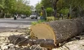 शहर में पेड़ों की कटाई को लेकर विरोध प्रदर्शन