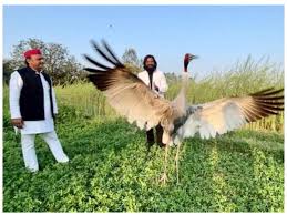 सारस पक्षी पर कुत्तों का हमला, विदर्भ सर्पमित्र समिति के सदस्यों ने बचाई जान