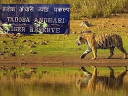 ताडोबा-अंधारी व्याघ्र प्रकल्प में ‘निसर्गानुभव’ उपक्रम के तहत प्राणी गणना, 100 से अधिक मचानों से वन्यजीव प्रेमियों ने किया प्राणियों का निरिक्षण