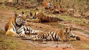 बाघ और मानव संघर्ष रोकने होगा एआई का इस्तेमाल, मंत्री गणेश नाईक बोले- बफरजोन के पास स्थित गांव में लगेंगे कैमरे